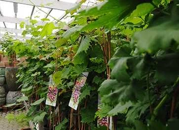 Vinplante 'Vanessa' 3 Vinplante 'Vanessa'