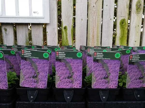 Blåpude 'Blaumeise' 3 Blåpude 'Blaumeise'