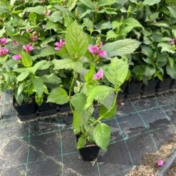 Duehoved / Skjoldblomst