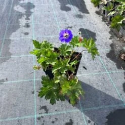 Storkenæb `Rozanne`