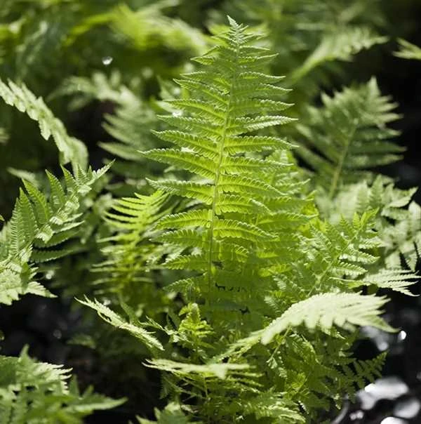 Kurvebregne/Strudsevinge 3 Kurvebregne/Strudsevinge