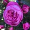Rose - CPH Garden In Bloom™- Plant'n' Relax® -LivsSpire Salgsbutik 1000002763