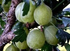 Stikkelsbær 'Gul Hinnomaki'