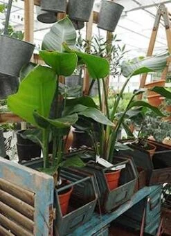 Paradisfugle (Strelizia Nicolai)