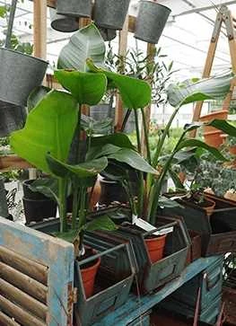 Paradisfugle (Strelizia Nicolai) 3 Paradisfugle (Strelizia Nicolai)