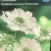 Skabiose 'Perfecta Alba' -LivsSpire Salgsbutik 16715