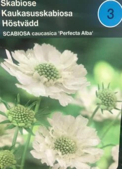 Skabiose 'Perfecta Alba'