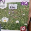 Engblomster Mix 250 Gr. 2 Engblomster Mix 250 Gr. -LivsSpire Salgsbutik 20190714 132922