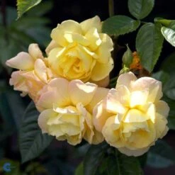 Slyngrose - 'Chinatown'