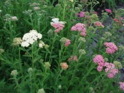 Røllike Mil. 'Summer Pastels'