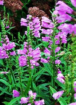 Drejeblomst 'Red Beauty' 3 Drejeblomst 'Red Beauty'