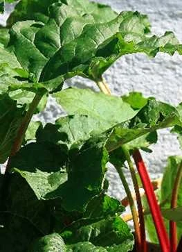 Rabarber 'Canadian Red' 3 Rabarber 'Canadian Red'