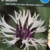 Bjerg-knopurt 'Amethyst In Snow'® -LivsSpire Salgsbutik 4732