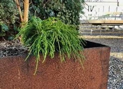 Grøn Dværg Trådcypres 'Filifera Nana'