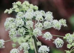 Kvan - Angelica Archangelica