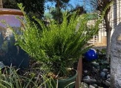 Taks 'Renke's Kleiner Grüner'