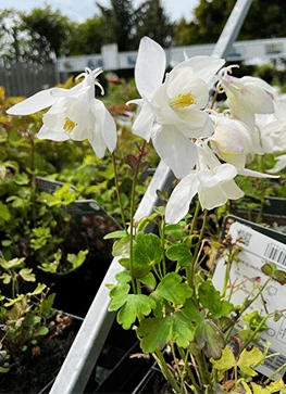 Langsporet Akeleje 'Sp.Magie White' 3 Langsporet Akeleje 'Sp.Magie White'