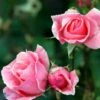 'Queen Elizabeth' - Storblomstrende Rose -LivsSpire Salgsbutik 6757875422124