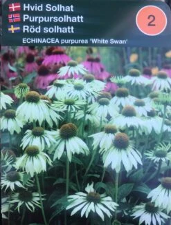 Hvid Solhat 'White Swan'