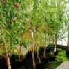 Prunus Amygdalus 'Ferskenmandel' -LivsSpire Salgsbutik 898100677
