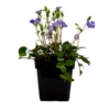 Vinca Minor - Vintergrøn / Liden Singrøn -LivsSpire Salgsbutik 8981006881 3
