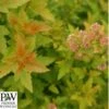 Amerikansk Blærespiræa 'Tiny Wine' Gold -LivsSpire Salgsbutik 8981006906
