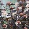 Amerikansk Blærespiræa 'Diabolo' -LivsSpire Salgsbutik 8981006907
