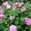 'Mary Rose' - Engelsk Rose -LivsSpire Salgsbutik 8981006908