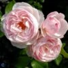 'Heritage' - Engelsk Rose -LivsSpire Salgsbutik 8981006909