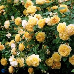 'Graham Thomas' - Engelsk Rose