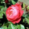 'Benjamin Britten' Engelsk Rose -LivsSpire Salgsbutik 8981006918