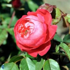 'Benjamin Britten' Engelsk Rose