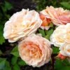 'Charles Austen' Engelsk Rose -LivsSpire Salgsbutik 8981006919