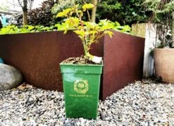 'Darcey Bussell' Ausdecorum - Engelsk Rose