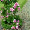 'Gertrude Jekyll' Ausbord - Engelsk Rose -LivsSpire Salgsbutik 89810069619