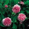 'Jacques Cartier' R. Portlandica - Engelsk Rose -LivsSpire Salgsbutik 89810069623