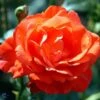 'Alexander' - Storblomstret Rose -LivsSpire Salgsbutik 89810069628