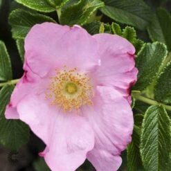 'Dagmar Hastrup' - Historisk Buskrose