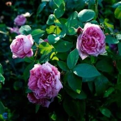 'Comte De Chambord' - Historisk Buskrose