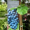 Vinplante - Vitis Vinifera 'Regent' -LivsSpire Salgsbutik 89810069659