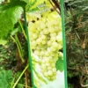Vinplante - Vitis 'Solaris' -LivsSpire Salgsbutik 89810069660