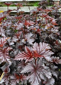 Amerikansk Blærespiræa 'Midnight'