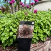 Engelsk Græs Armeria Maritima 'Vesuvius' -LivsSpire Salgsbutik 89810069671 2