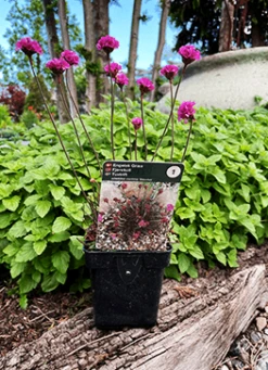 Engelsk Græs Armeria Maritima 'Vesuvius'