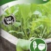 Salatsennep, Rucola -LivsSpire Salgsbutik 91352