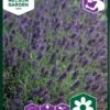 Ægte Lavendel -LivsSpire Salgsbutik 93882