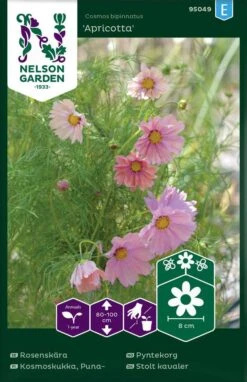 Stolt Kavaler `Apricota`