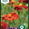 Tagetes `Burning Embers` -LivsSpire Salgsbutik 95644