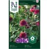 Snitblomst - Frøkenhat - Cresto Violet - Zinnia -LivsSpire Salgsbutik 95988
