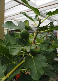 Figen - 'Bornholm' På Stamme